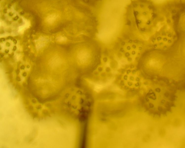 File:Rgns pollen1.jpg